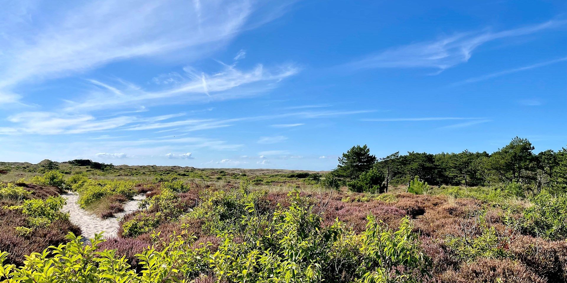 de duinen van Schoorl